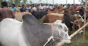 কুরবানির হাটে মানতে হবে ১৬ নির্দেশনা