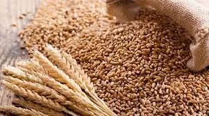 গম রপ্তানির নিষেধাজ্ঞা শিথিল করল ভারত