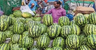 কম দামেও তরমুজ কিনছেন না মানুষ, দুশ্চিন্তায় বিক্রেতারা