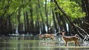 পর্যটকদের জন্য সুন্দরবন খুলছে ১ সেপ্টেম্বর