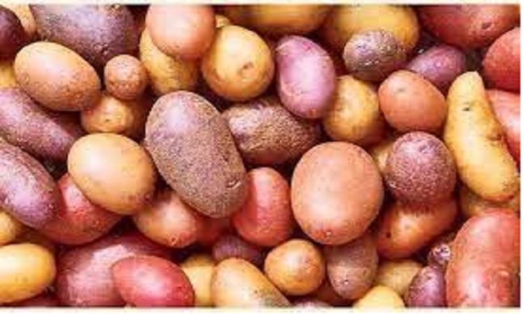 Russia to import potato from Bangladesh: Embassy