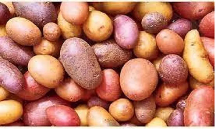 Russia to import potato from Bangladesh: Embassy