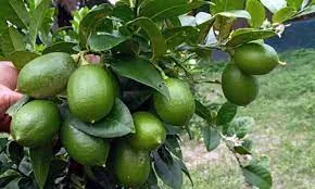 সংযমের মাস রমজান, লেবুর হালি ১৬০ টাকা