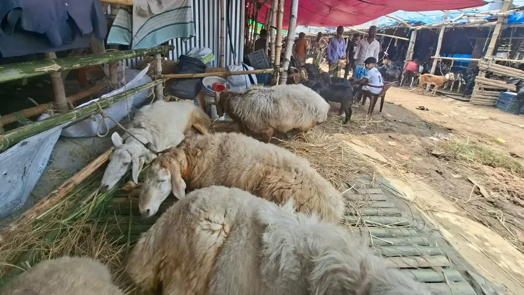 গাবতলী পশুর হাটে দুম্বা, দাম হাঁকা হচ্ছে সাড়ে ৪-৫ লাখ