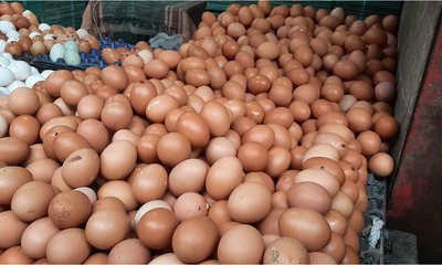 egg-20230918133444