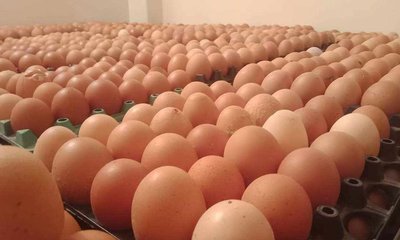 egg-20241109175640