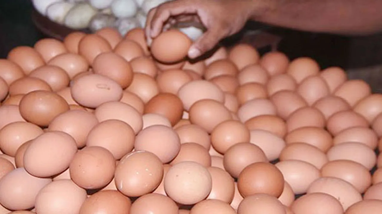 আজ বিশ্ব ডিম দিবস