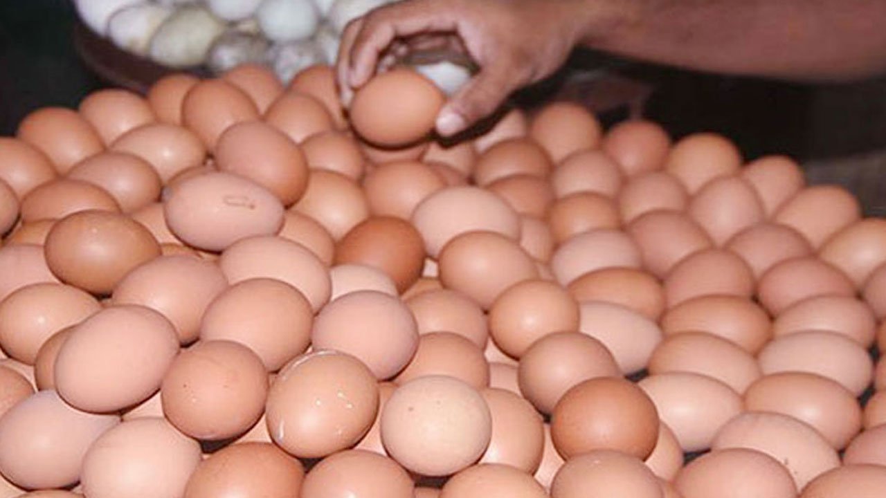 egg-bg-20231013093305