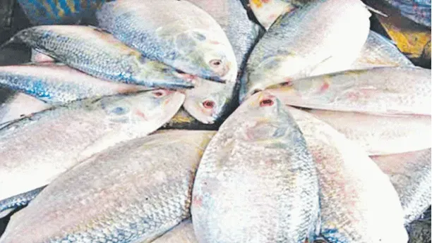 ভারতে ইলিশ রপ্তানি বন্ধে লিগ্যাল নোটিশ