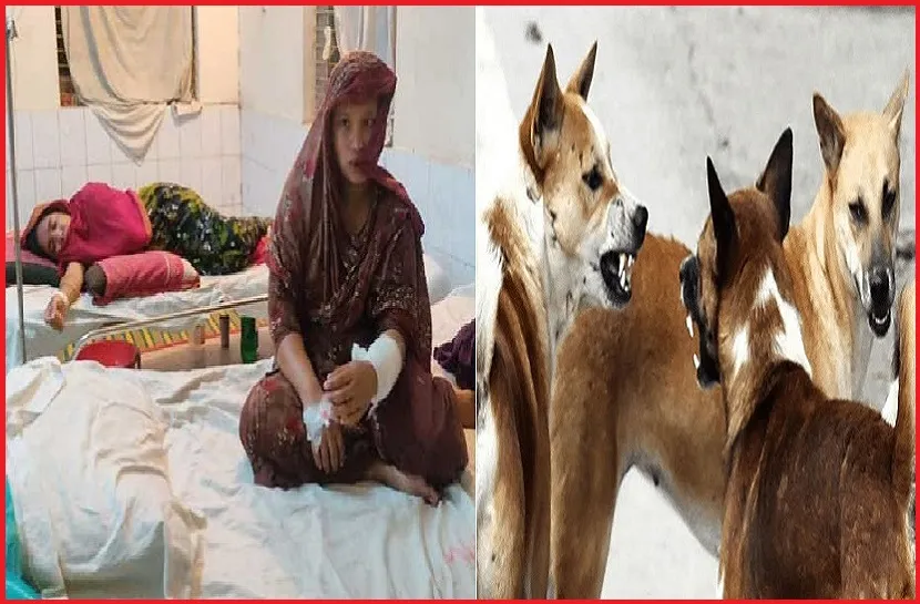 ফরিদপুরে কুকুরের কামড়ে আহত ৩৫