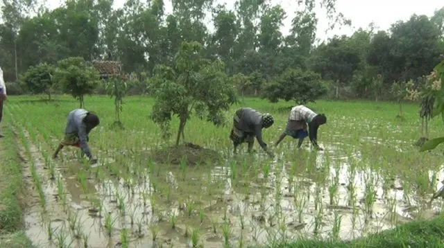 বজ্রপাতে ২ কৃষকের মৃত্যু