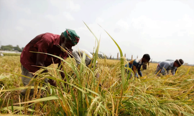 farmers-working