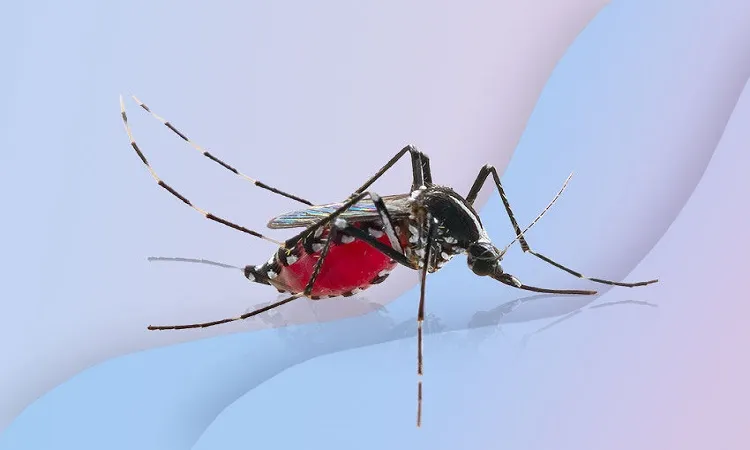 Rising dengue panic: Needs urgent action