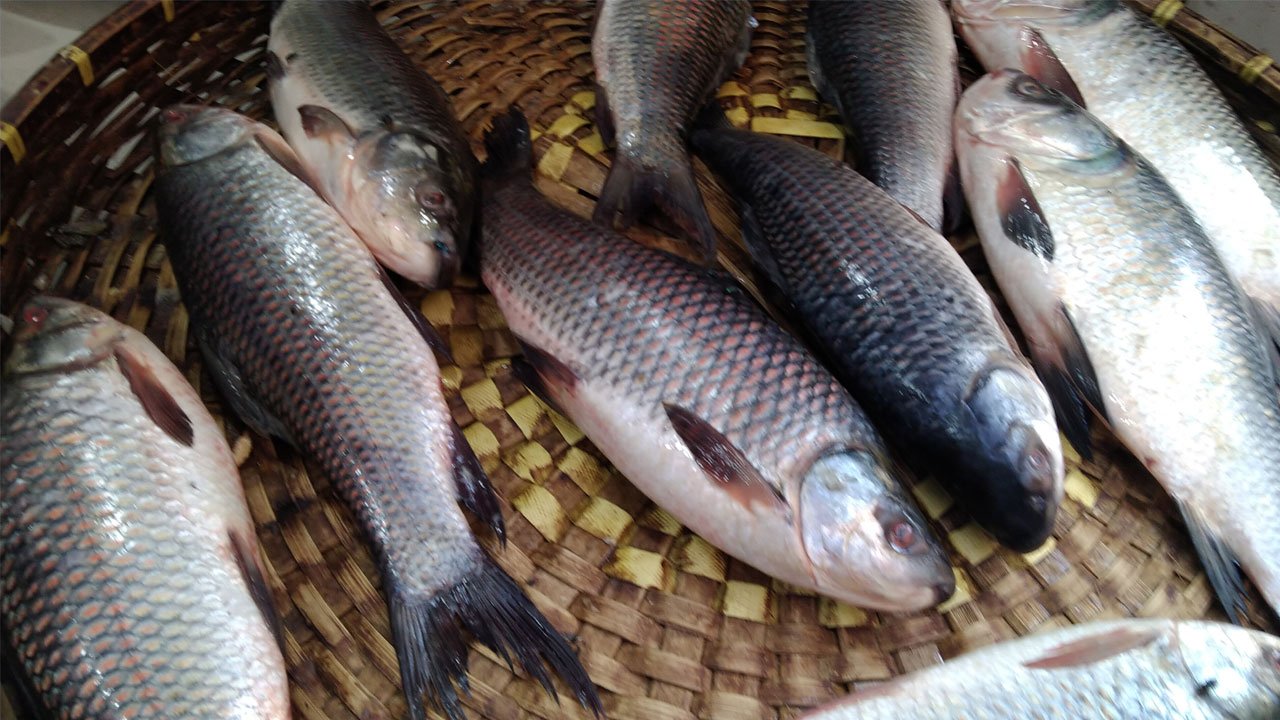 fish-20250207110713