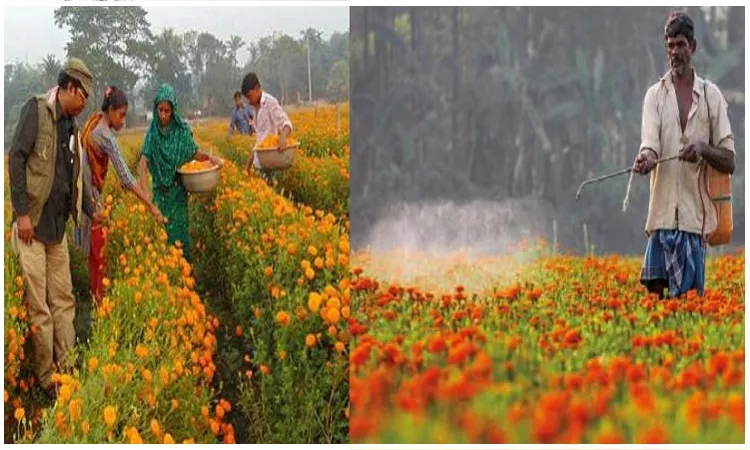 ফুলচাষিদের স্বপ্ন ঘেরা ৩ দিবস
