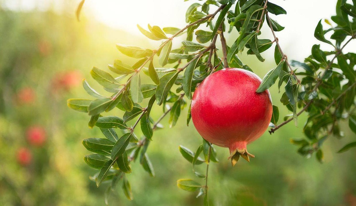 fruit-1-20250520141422