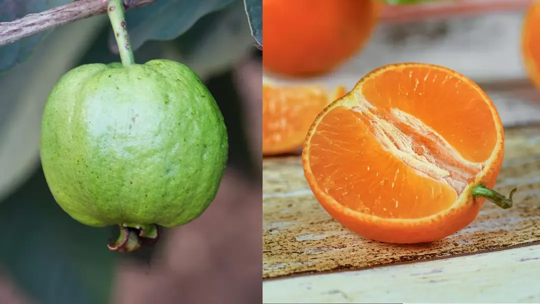 পেয়ারা না কি কমলা, কোন ফলে বেশি ভিটামিন সি?