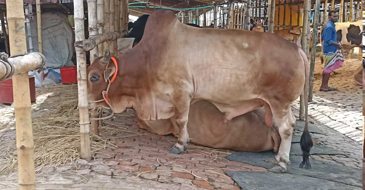 কোরবানির পশু বিক্রিতে প্রস্তুত গাবতলীর হাট
