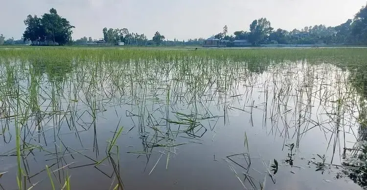 বন্যায় ১২ জেলায় ২৮ হাজার হেক্টরের বেশি ফসল ক্ষতিগ্রস্ত