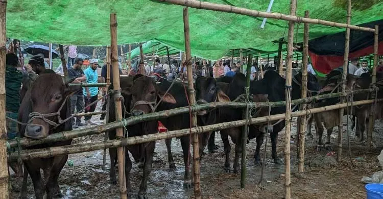 মাঝারি গরুর চড়া দাম, হতাশ ক্রেতারা