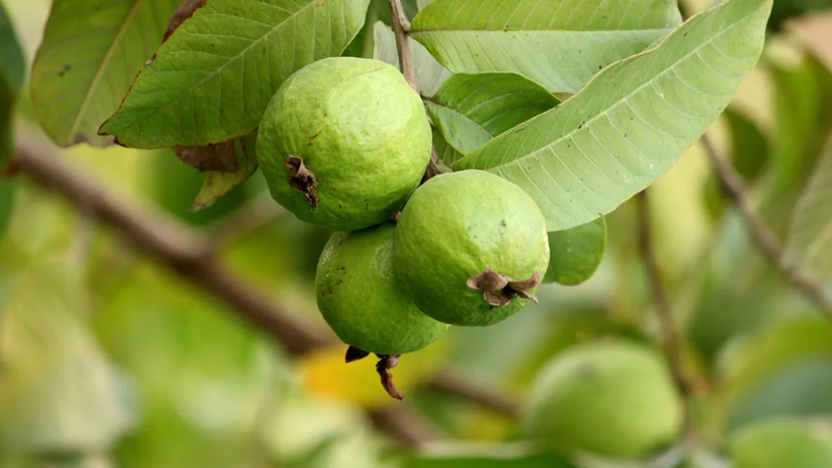 পেয়ারা খেলে কী হয়?