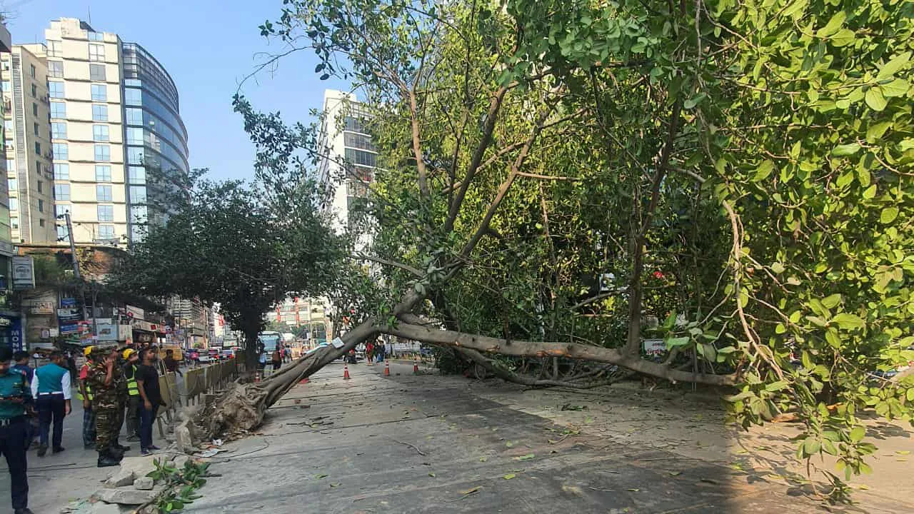 গুলশানে সড়কে গাছ পড়ে যানচলাচল বন্ধ, ৪ ঘণ্টা পর সচল