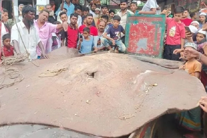 হাঙ্গর-শাপলাপাতা মাছ সংরক্ষণে সরকারের উদ্যোগ