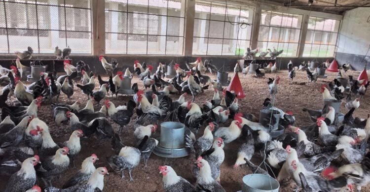 hens-20250326202814