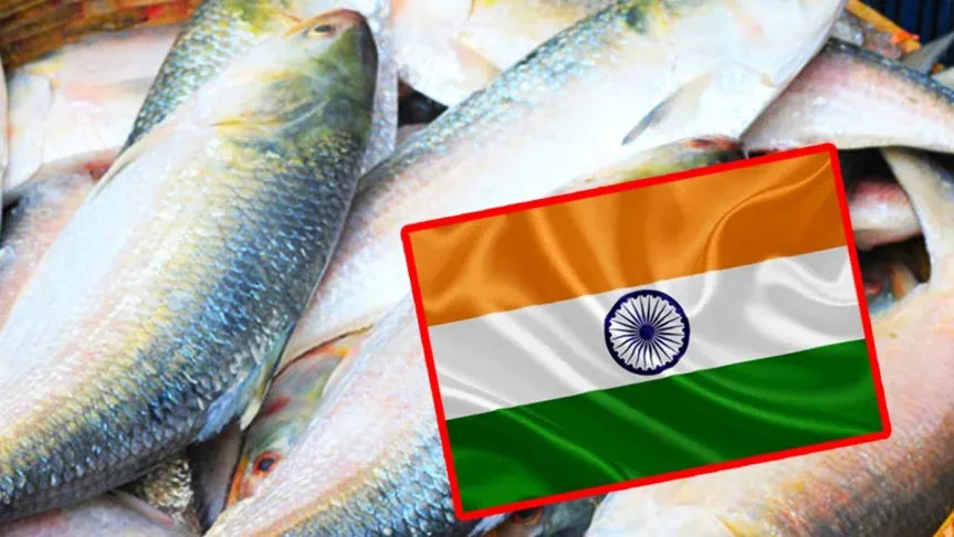 ইলিশ চেয়ে বাংলাদেশে ভারতের চিঠি