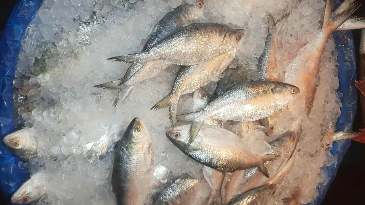 ইলিশের দেখা মিললেও দামে হাত পোড়ার জোগাড়