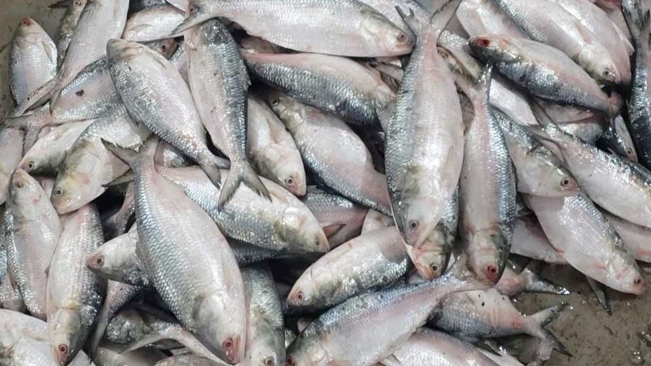 hilsa-fish-20250228084101