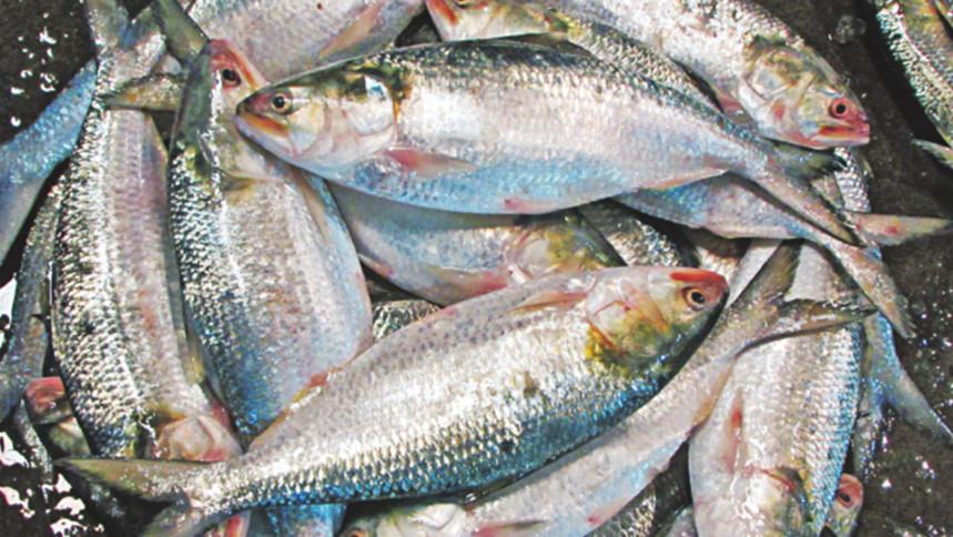 Hilsha diplomacy: India to get special exemption on import duty