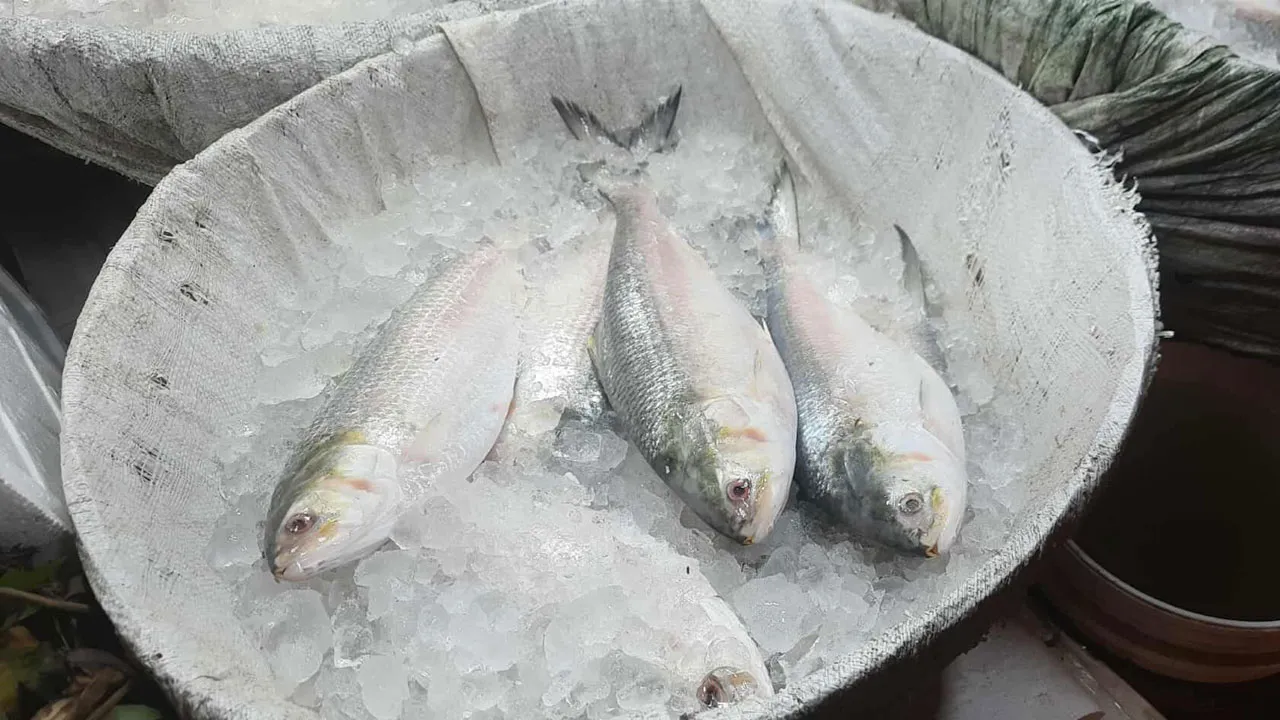 সরবরাহ বাড়ার পরও ইলিশের কেজি ২ হাজারের বেশি
