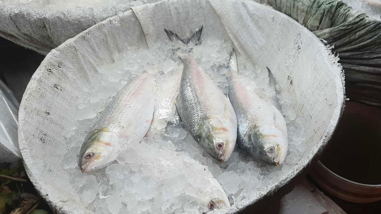 hilsa5-20250817142149