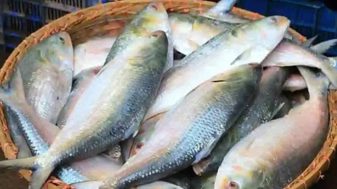 ইলিশের কেজি ৭০০ টাকা নির্ধারণ করতে আইনি নোটিশ