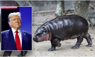 hippo-trump-20241105164546