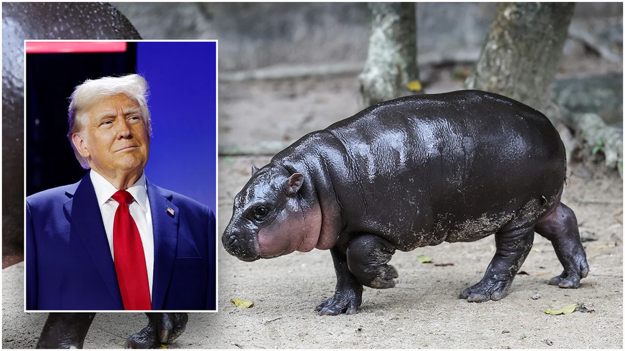 hippo-trump-20241105164546