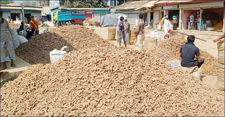 পাহাড়ের ঢালে ঢালে হলুদ চাষ