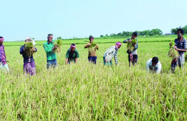 হাওরে ফসলডুবির শঙ্কা, দ্রুত ধান কাটার আহ্বান