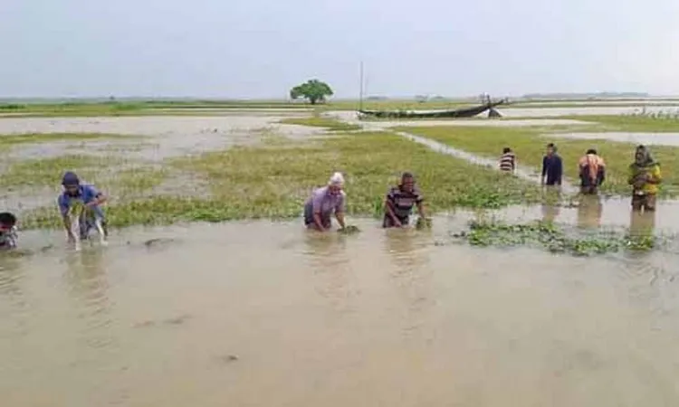 হাওরে বন্যা ও সময়ের এক ফোঁড়