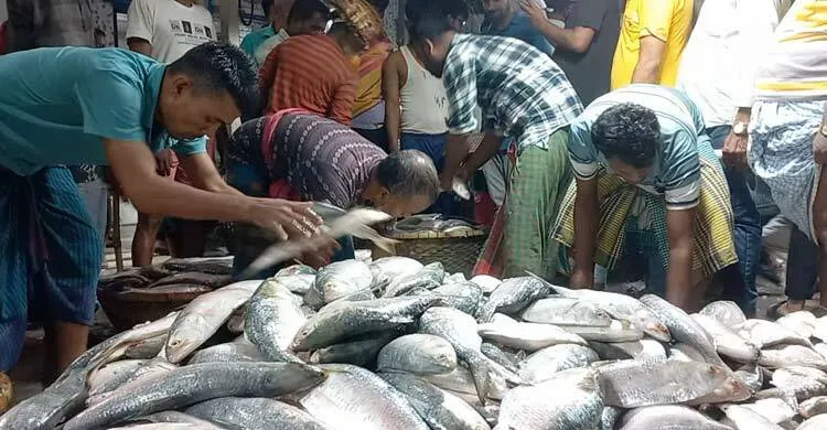 একদিনে মাছঘাটে এসেছে ৮০০ মণ ইলিশ