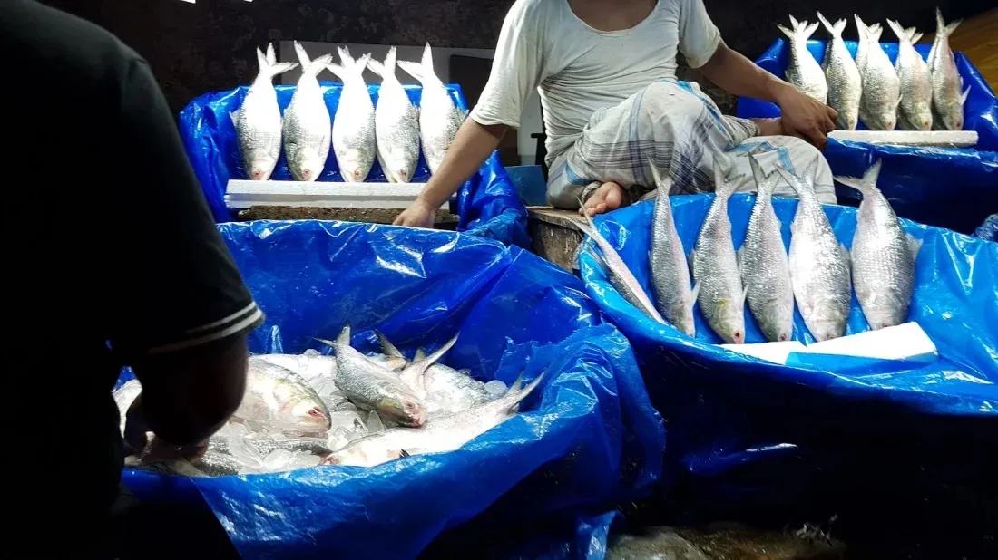 Legal notice seeks to stop ilish export to India