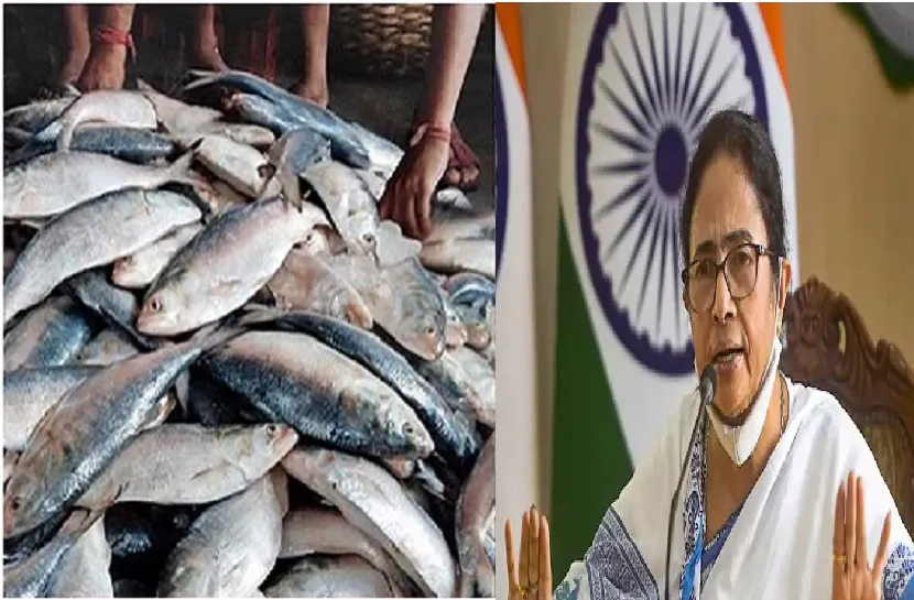 বাংলাদেশের ইলিশের ওপর নির্ভরতা কমাতে হবে :  মমতা