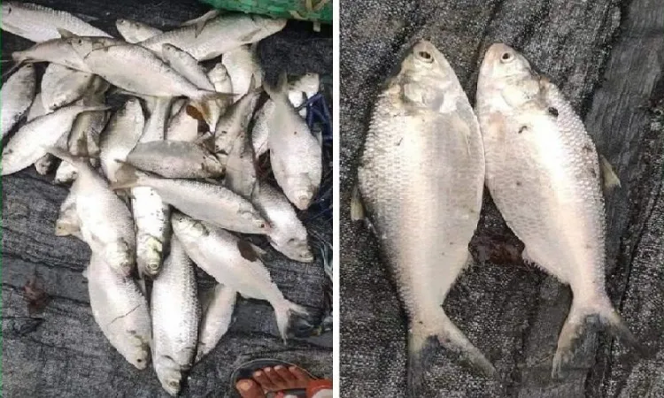 নোয়াখালীতে পুকুরে মিললো ৩৫ ইলিশ
