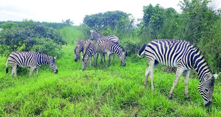 জেব্রার মৃত্যু: ভারপ্রাপ্ত কর্মকর্তা ও চিকিৎসককে প্রত্যাহার