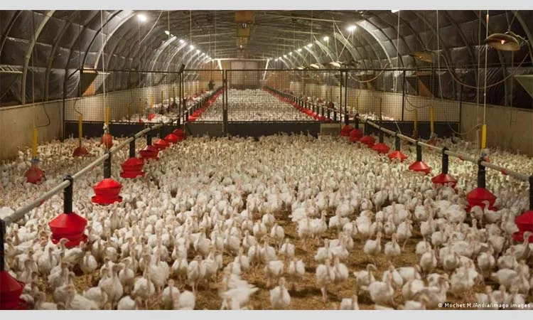 ইউরোপজুড়ে বার্ড ফ্লুর প্রাদুর্ভাব, খামারগুলোতে লকডাউন জারি