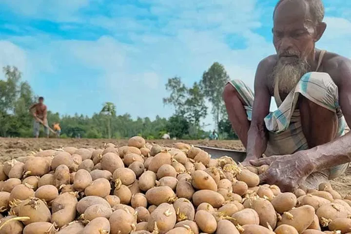 এবার আলু আমদানির সিদ্ধান্ত সরকারের