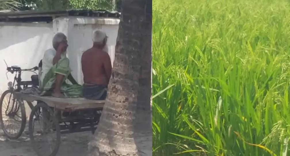 মেহেরপুরে তীব্র তাপপ্রবাহ, দুশ্চিন্তায় বোরো ধান চাষিরা