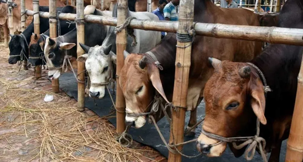 হাট ভরা কোরবানির পশু, দাম নাগালে আসার অপেক্ষায় ক্রেতারা