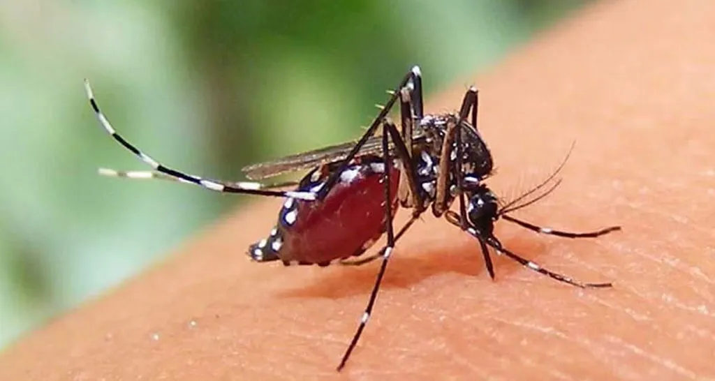 ডেঙ্গুতে মৃত্যু বেড়ে ৯২, হাসপাতালে নতুন ভর্তি ১১৮